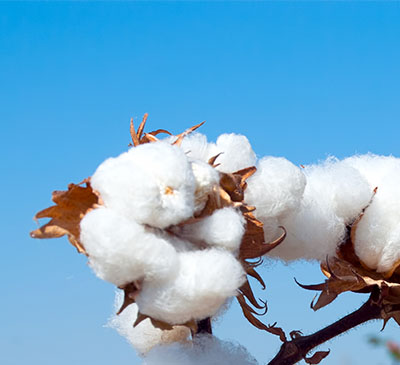 Cottonseed Market by Product and Geography - Forecast and Analysis 2020-2024